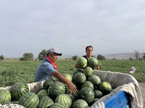 又是吃瓜的季节完整版,揭秘娱乐圈最新热点事件