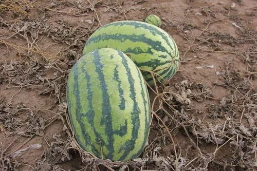 吃瓜小伊,揭秘娱乐圈那些不为人知的幕后故事