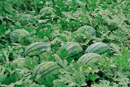 文汇校区吃瓜,吃瓜群众的热闹日常