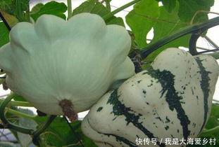 飞碟瓜可以吃吗,揭秘其神秘外观与食用价值