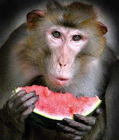 大圣吃瓜最新视频,揭秘娱乐圈幕后真相，笑料百出！