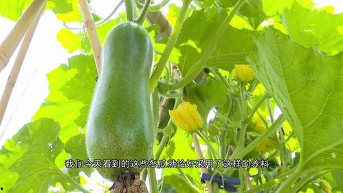 吃瓜集,揭秘娱乐圈背后的故事与真相