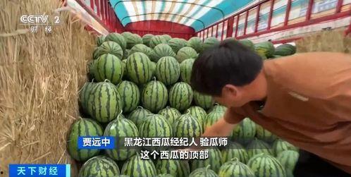 自由吃瓜的危害