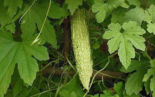 癌症可以吃网纹瓜吗,网纹瓜的适宜摄入与禁忌