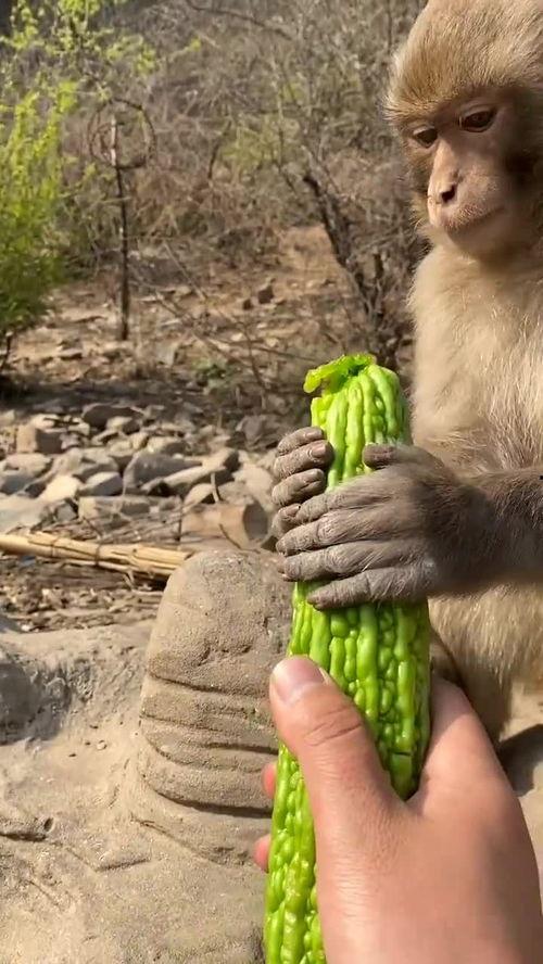 吃蜜瓜像猴子,猴子般的甜蜜享受